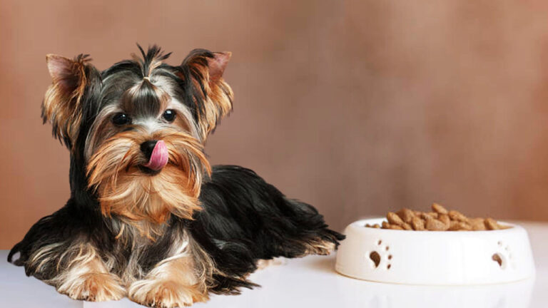 Top 10 Best Dog Food for Yorkie Puppies Reviews