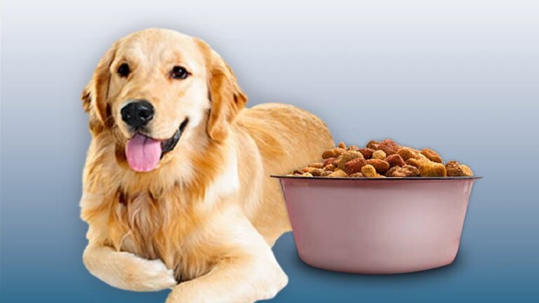 can dogs have brown rice health benefit of brown rice