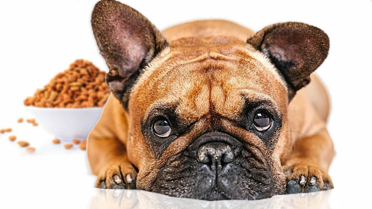 Best Food for French Bulldog Puppy
