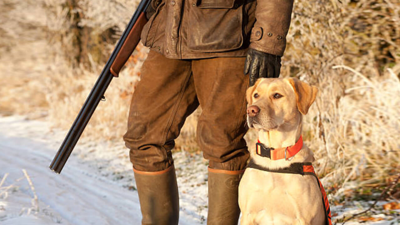 dog food for hunting dogs
