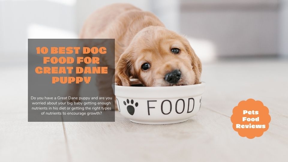 10 Best Dog Food for Great Dane Puppy